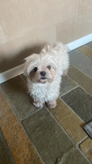Nova, de mascotte van Sitesnit